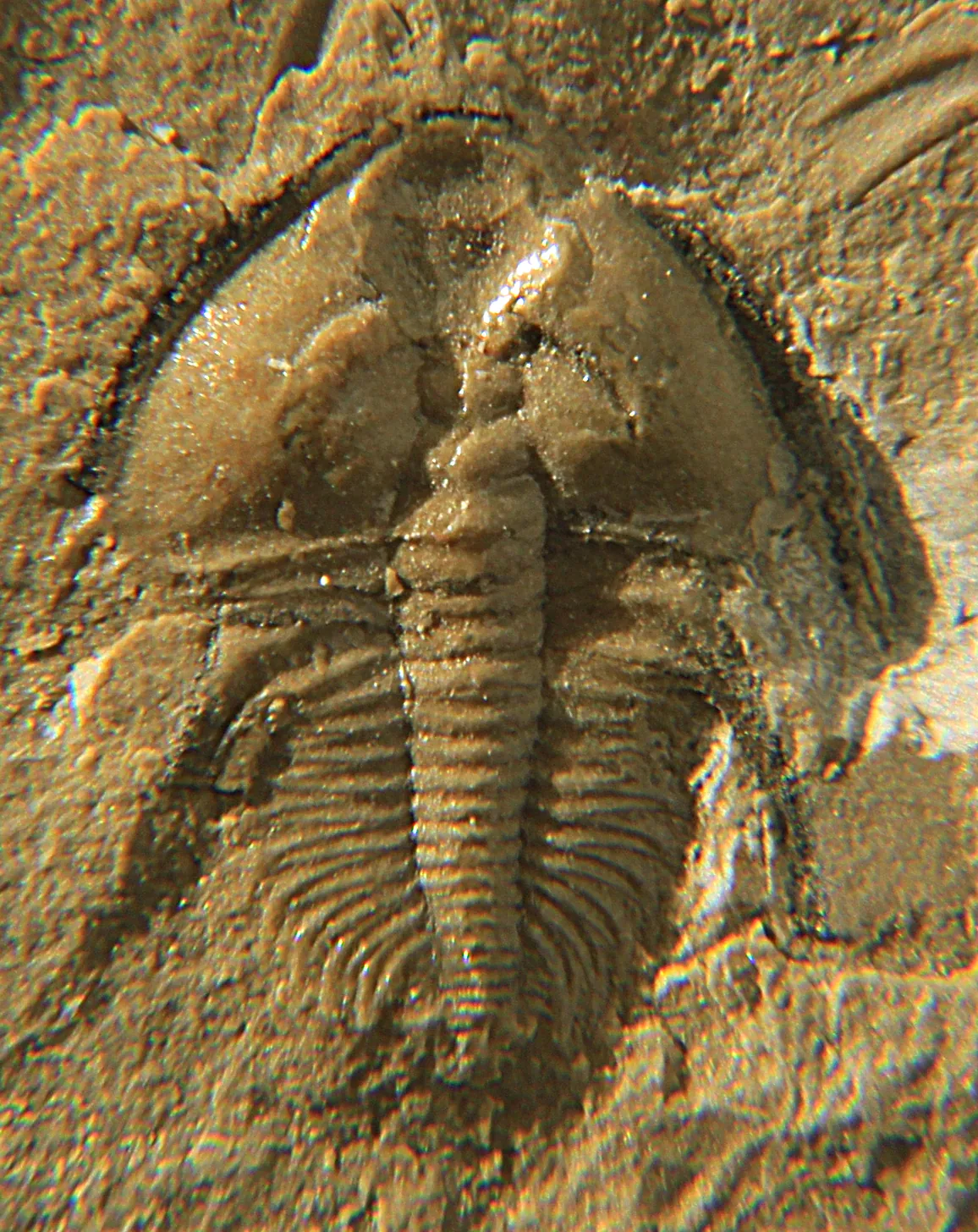 Fotografie mladého (juvenilního) jedince trilobita Nephrolenellus geniculatus, 9 mm dlouhého, ze spodního kambria Nevady. Použitelné jako ukázka jednoho konkrétního vývojového stad.