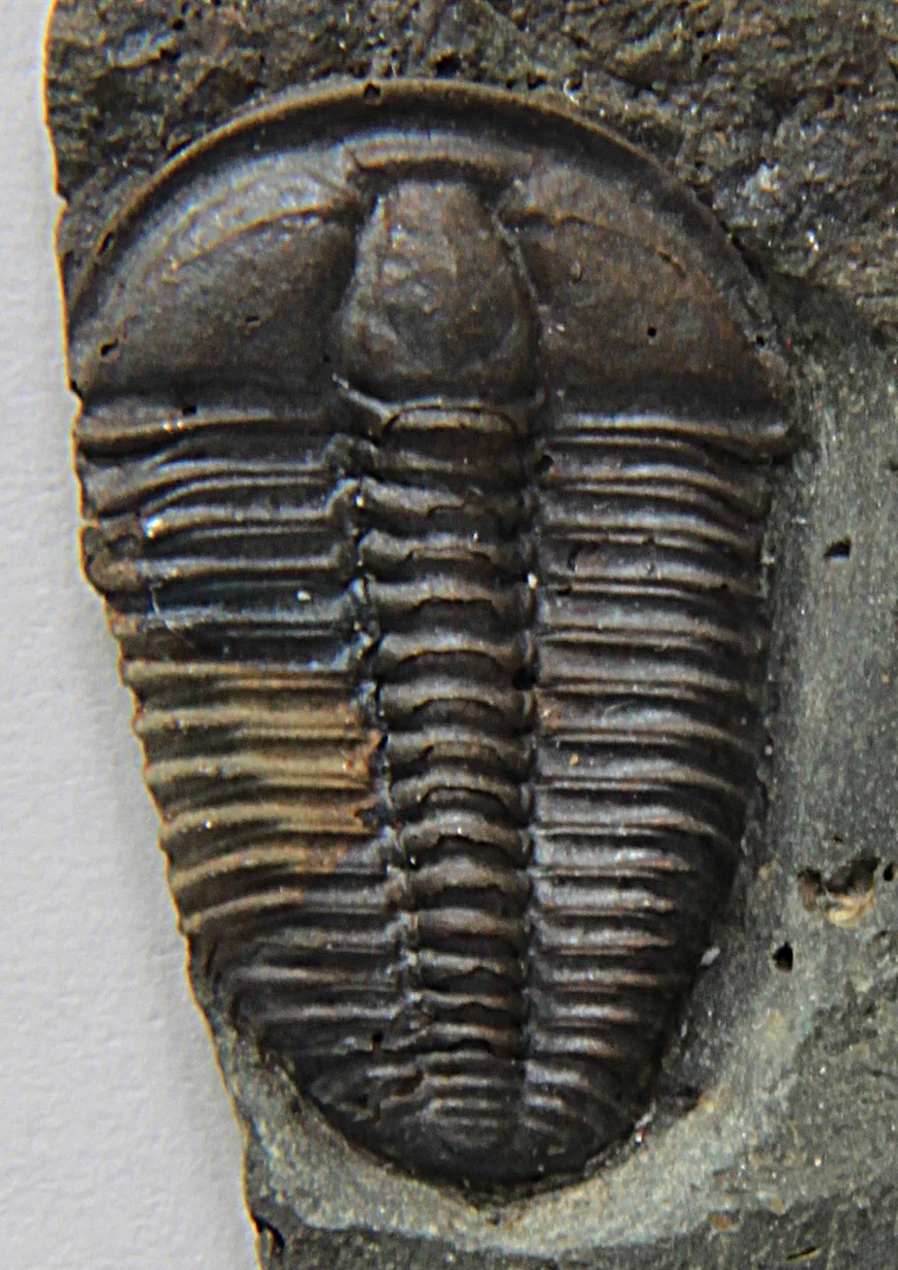 Conocoryphe sulzeri (23 mm) z jineckého souvrství u Skryjí, pohled shora jasně vidět hladké líce bez očí a dlouhé lícní trny.